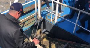 Gemlik Körfezi’nde plankton temizliği başladı